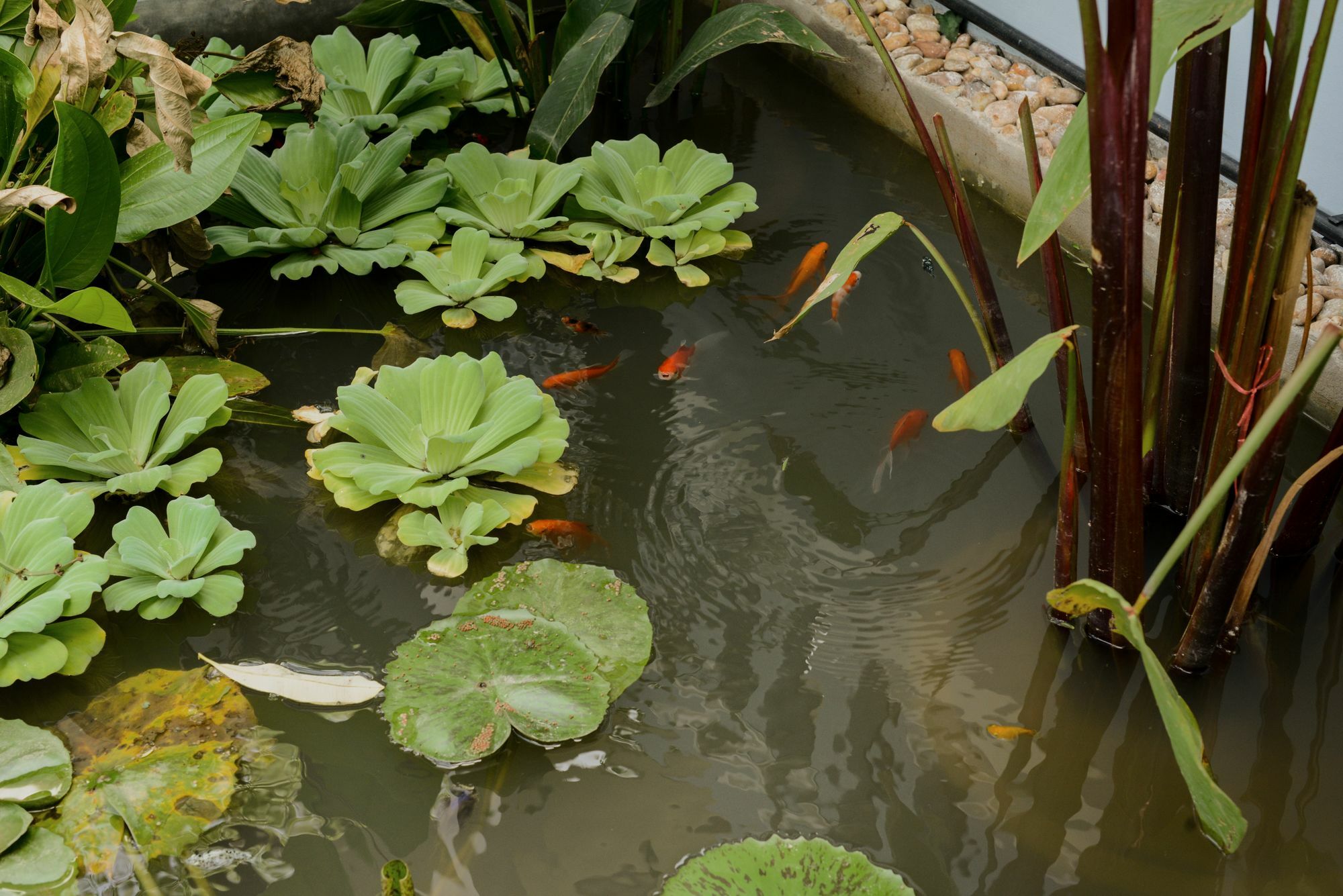 The Villa Secret Garden Siem Reap Eksteriør billede